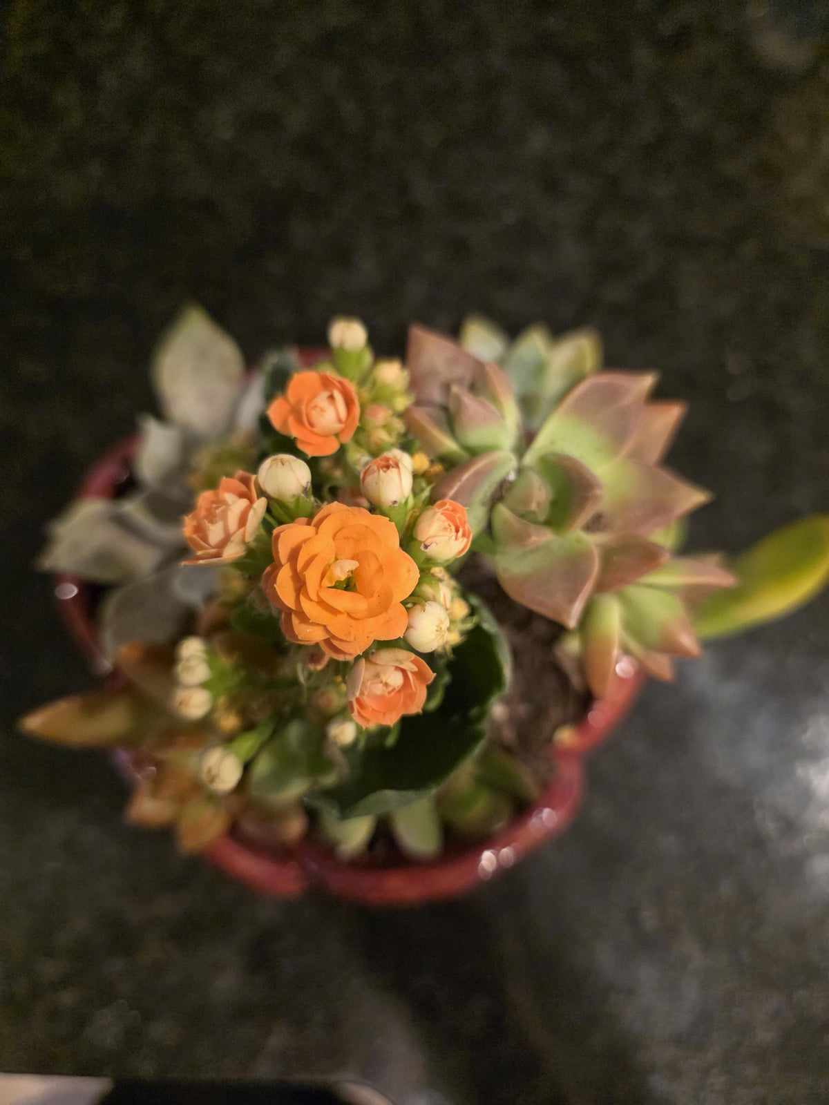 Rose blossom planter, handmade by Outer Reef Ceramics
